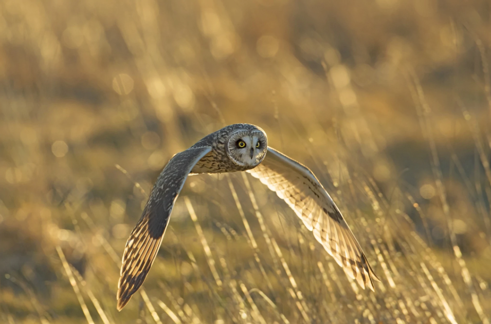 A short-eared owl flies low over a golden grassland, wings outstretched and eyes focused forward, illuminated by warm sunlight.